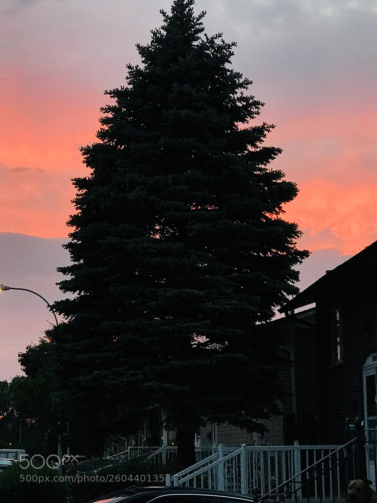 Apple iPhone 7 Plus sample photo. Christmas tree photography