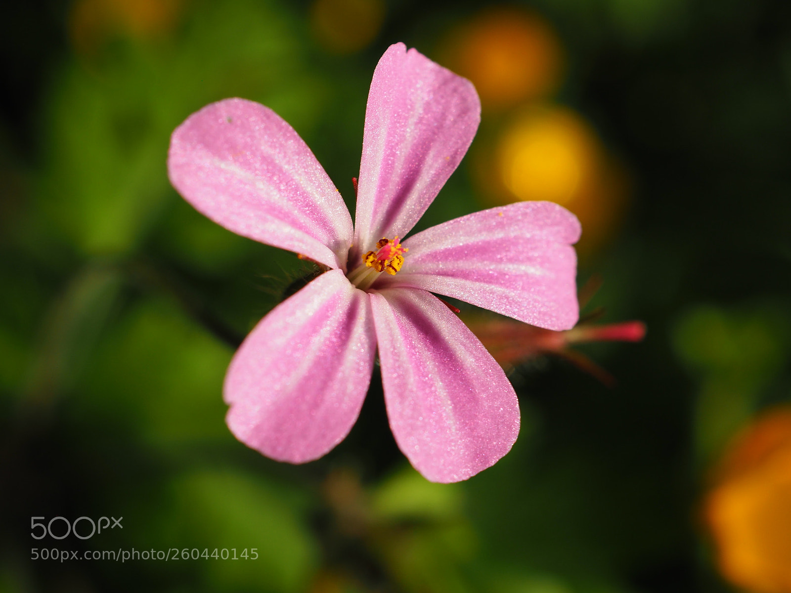 Olympus OM-D E-M5 II sample photo. Herb-robert :) photography