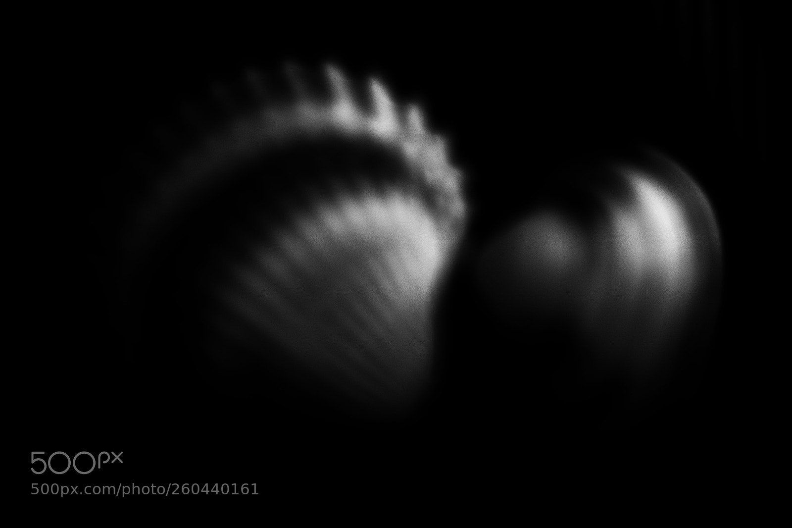 Nikon D850 sample photo. Shells #7 photography