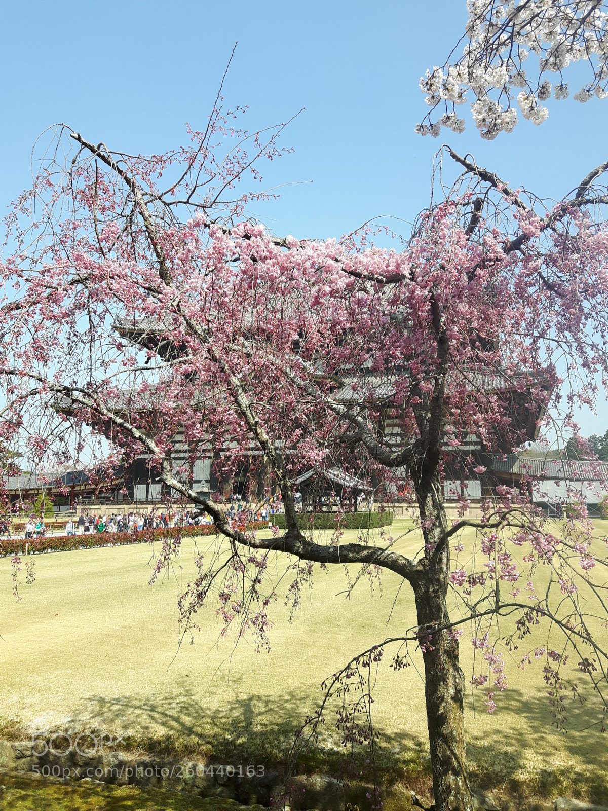 Samsung Galaxy S5 Neo sample photo. 20180329_101730.jpg photography