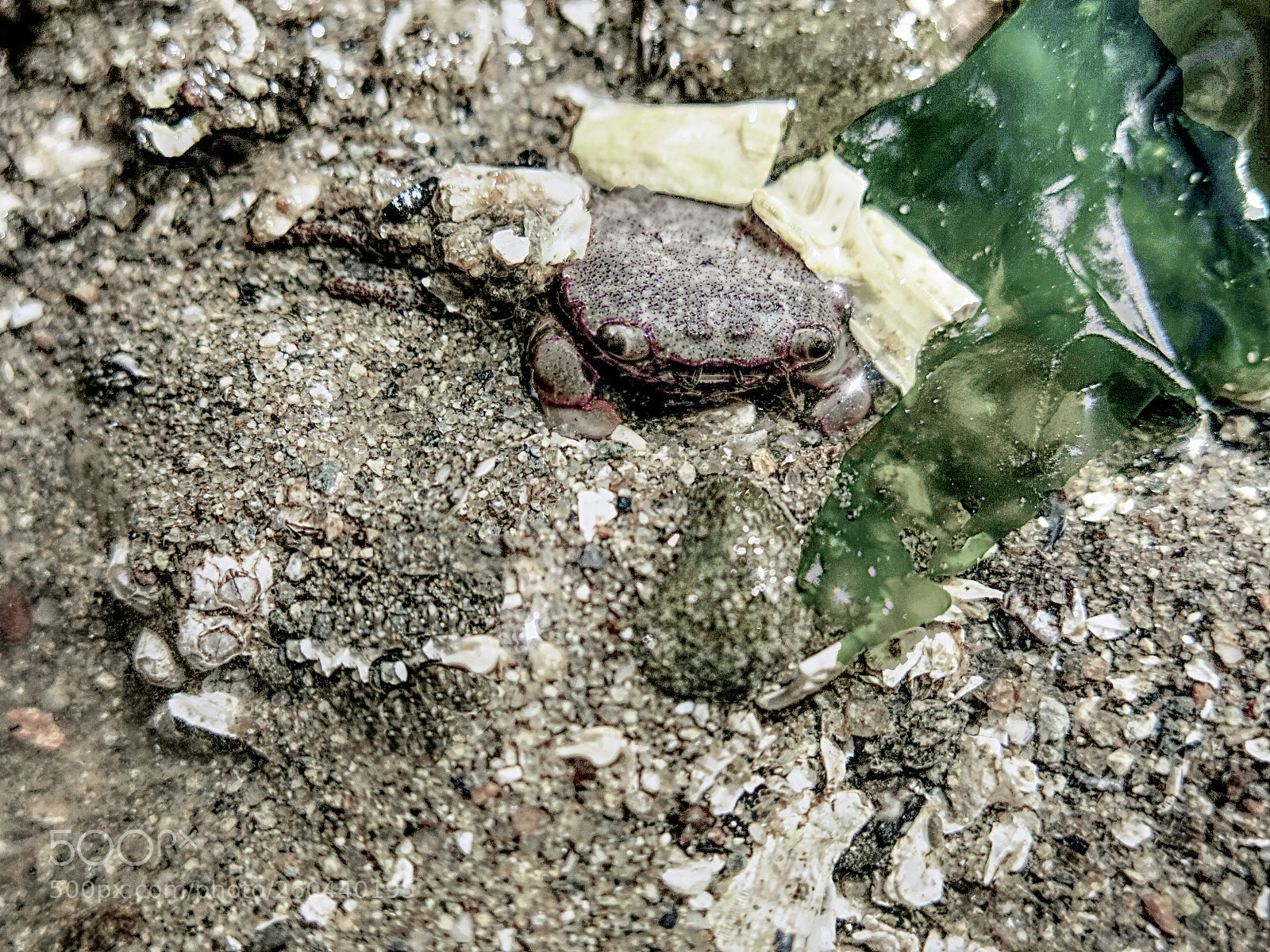 Canon PowerShot G15 sample photo. Hidden crab photography