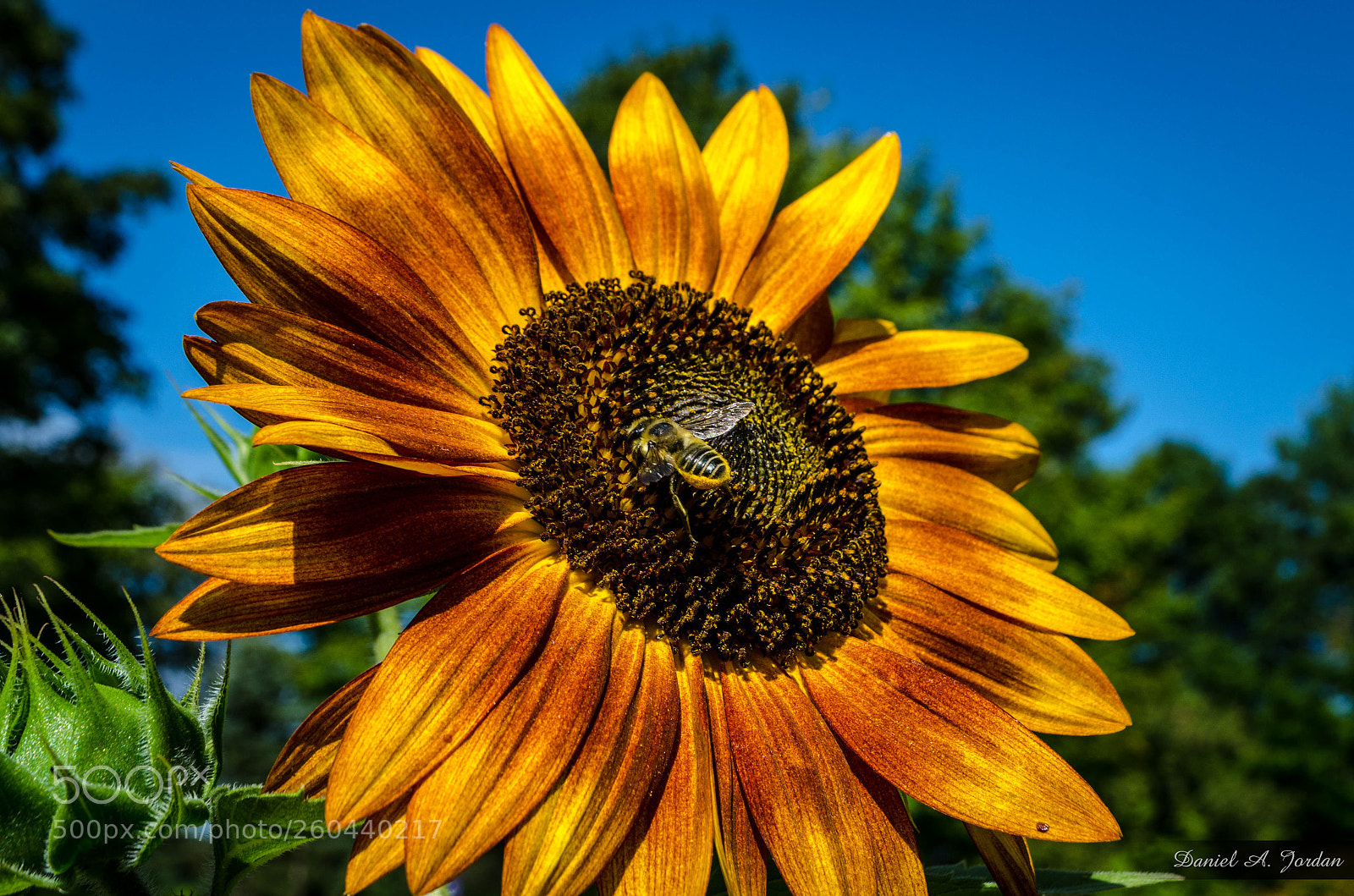 Nikon D5100 sample photo. Bzz-y day photography