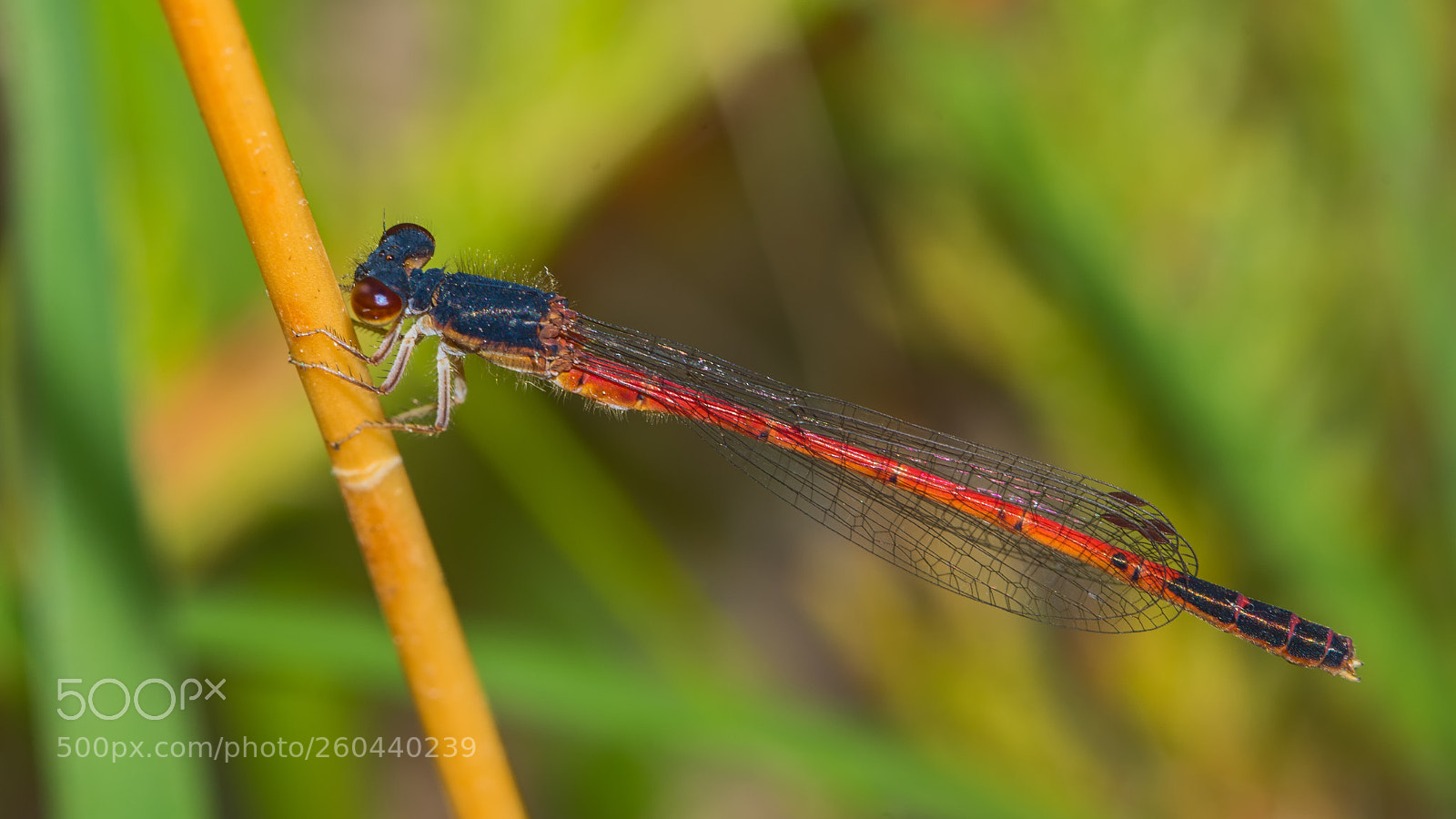 Nikon D7200 sample photo. Eastern red damsel photography