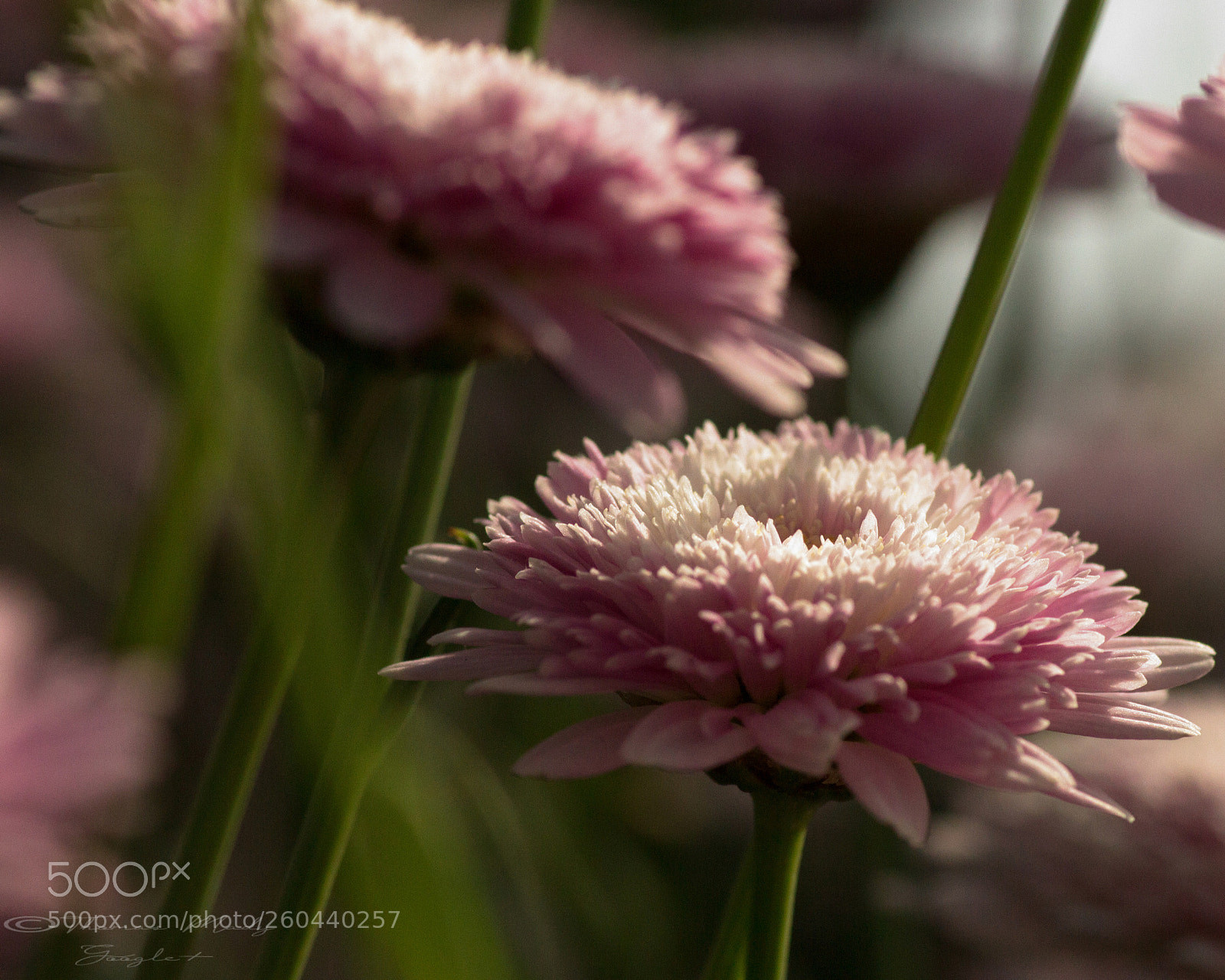 Canon EOS 700D (EOS Rebel T5i / EOS Kiss X7i) sample photo. Daisy flower photography