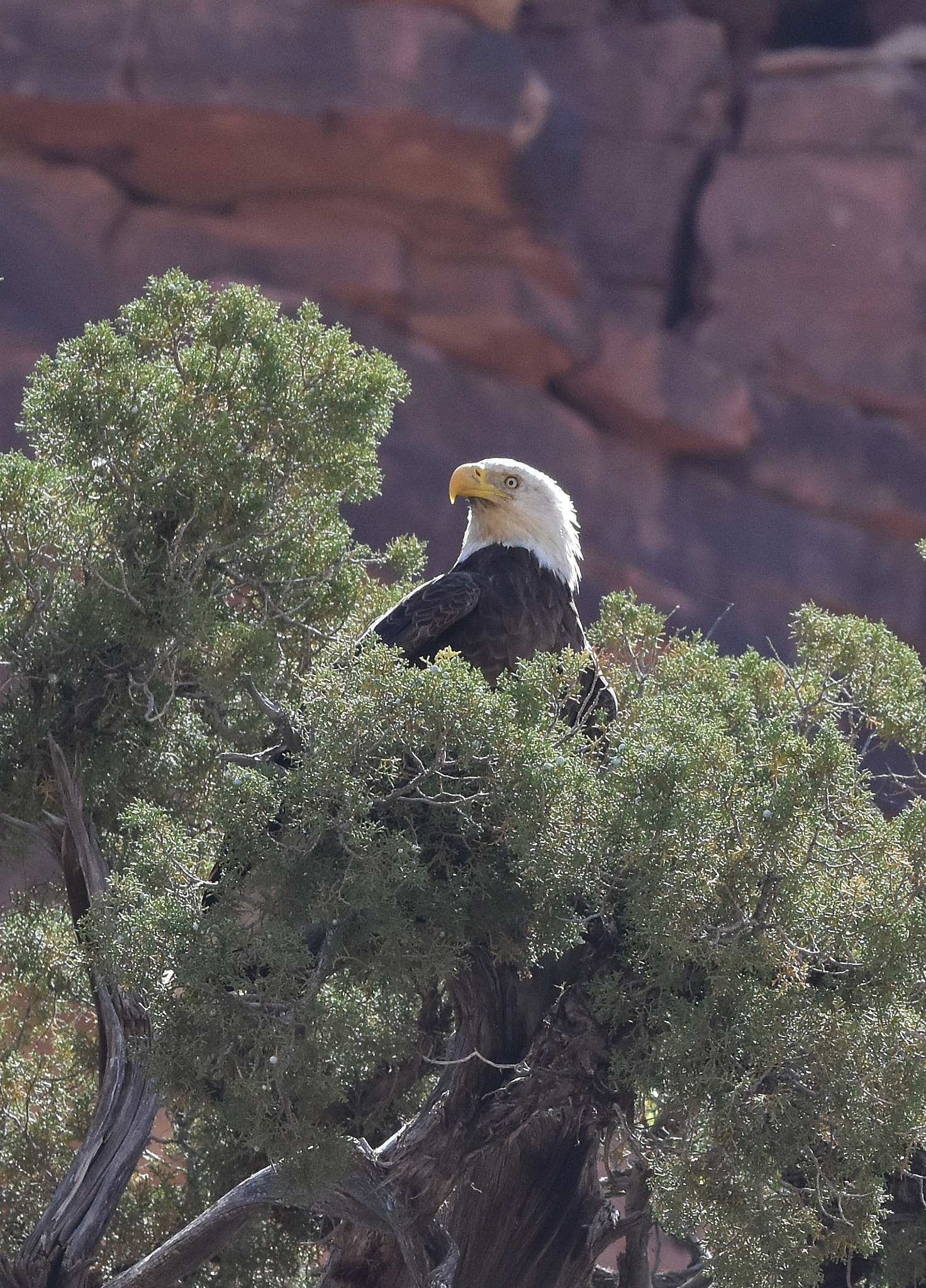 Nikon D7200 + Nikon AF-S Nikkor 70-200mm F4G ED VR sample photo. Bald eagle holding forth from a juniper photography