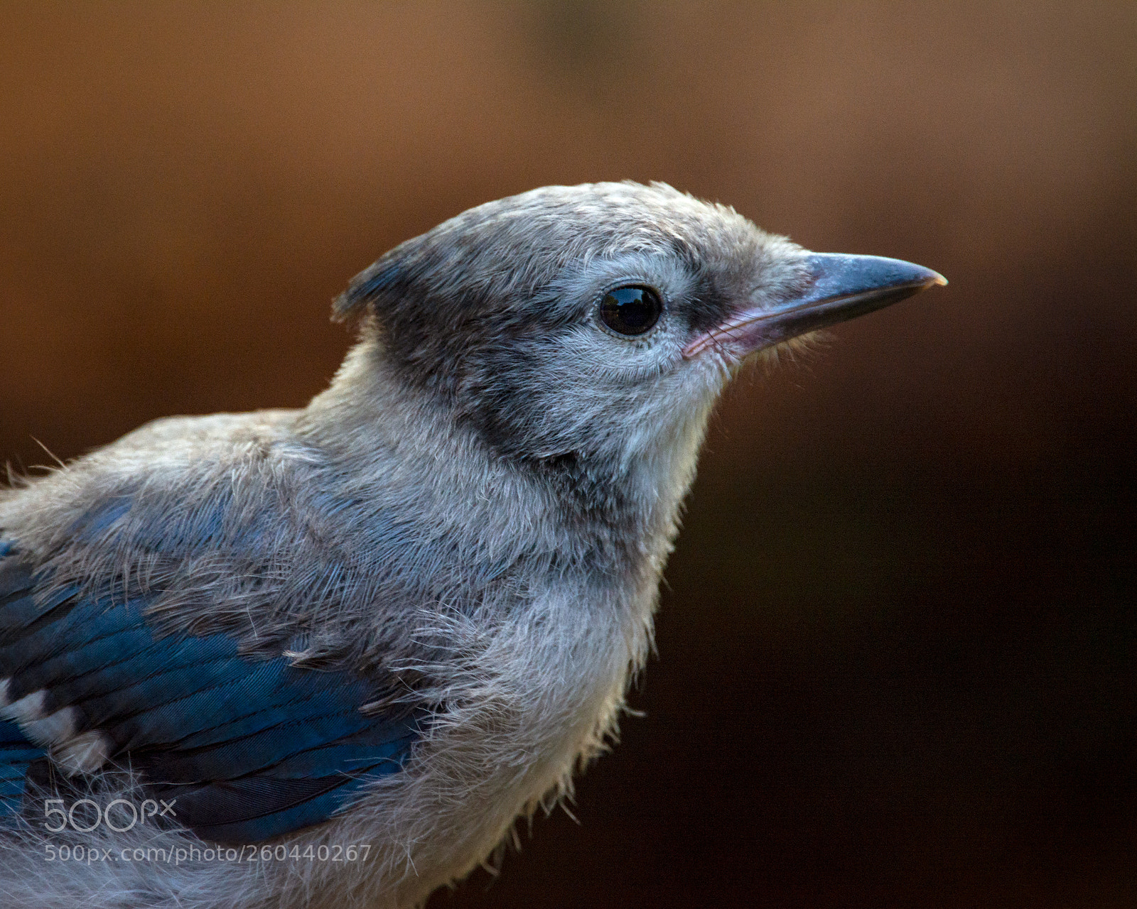 Nikon D7100 sample photo. A young jay greets photography