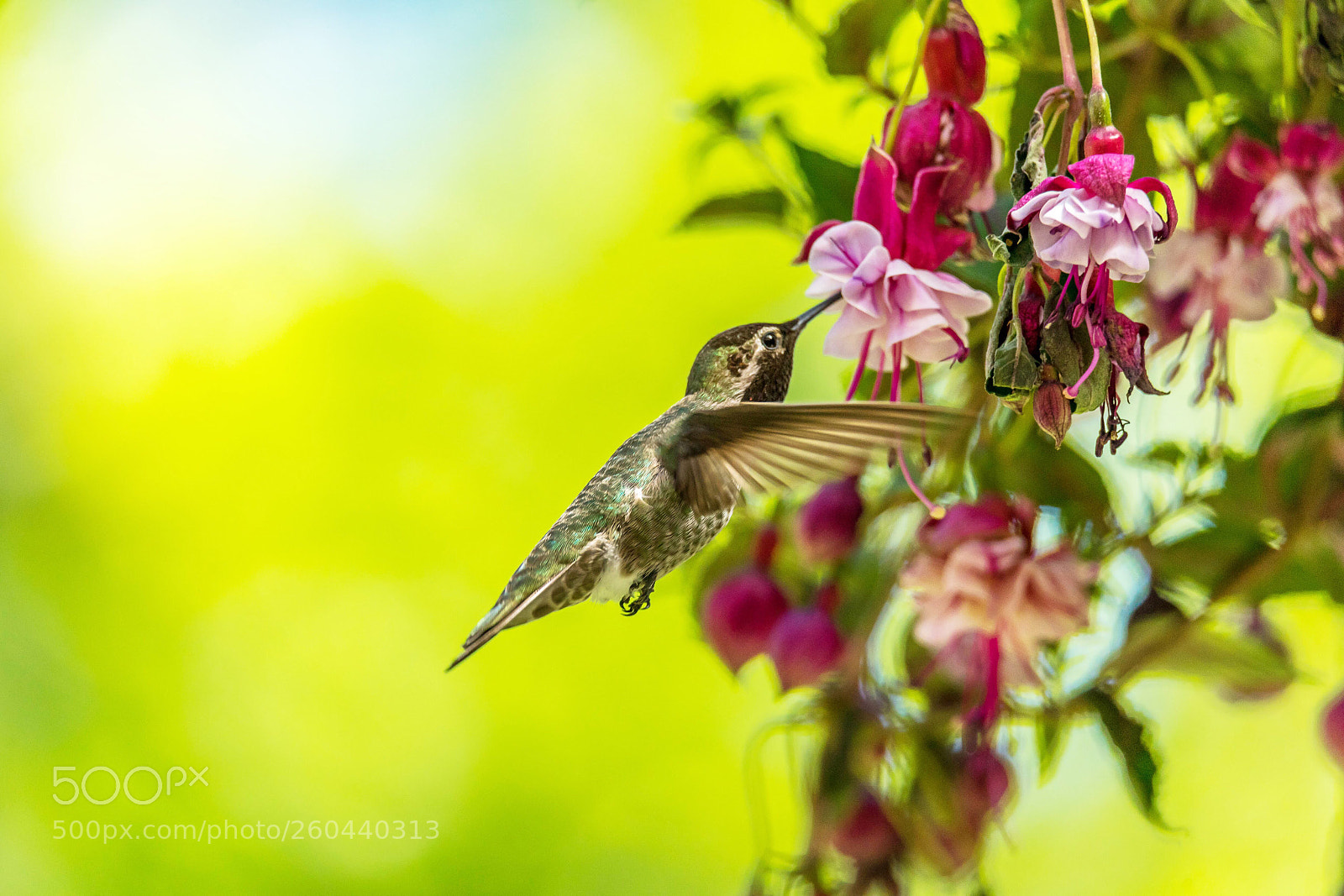 Sony a7 sample photo. Hummingbird and flowers  photography
