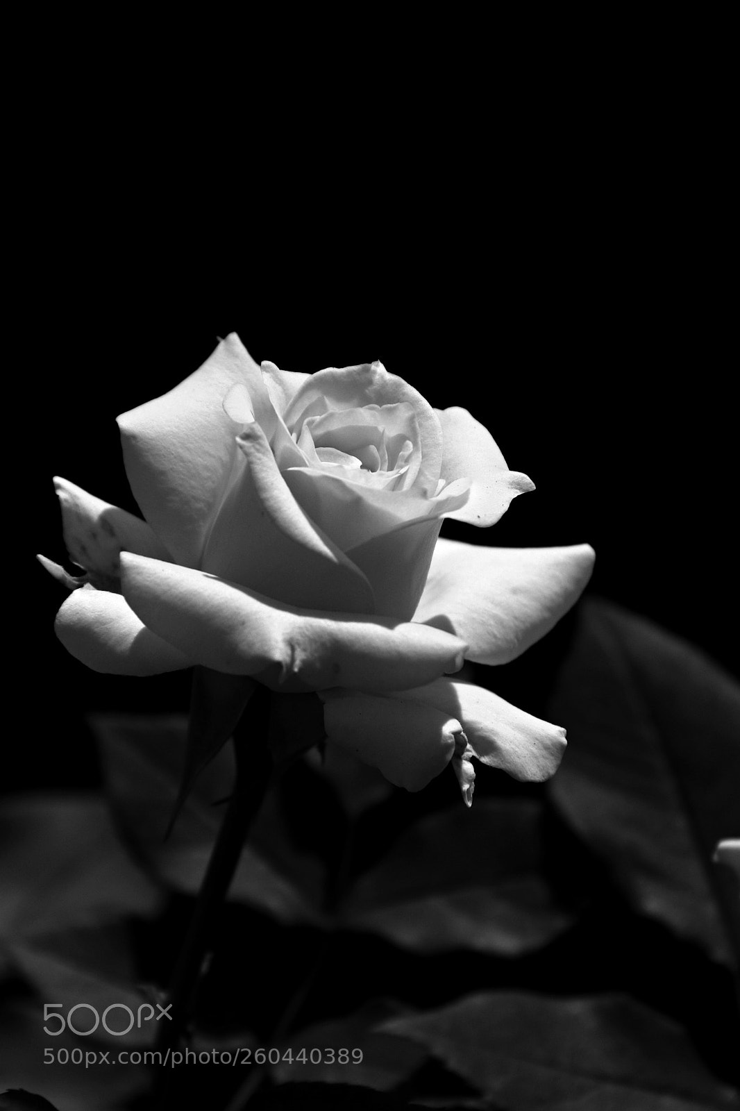 Canon EOS 750D (EOS Rebel T6i / EOS Kiss X8i) sample photo. Img photography