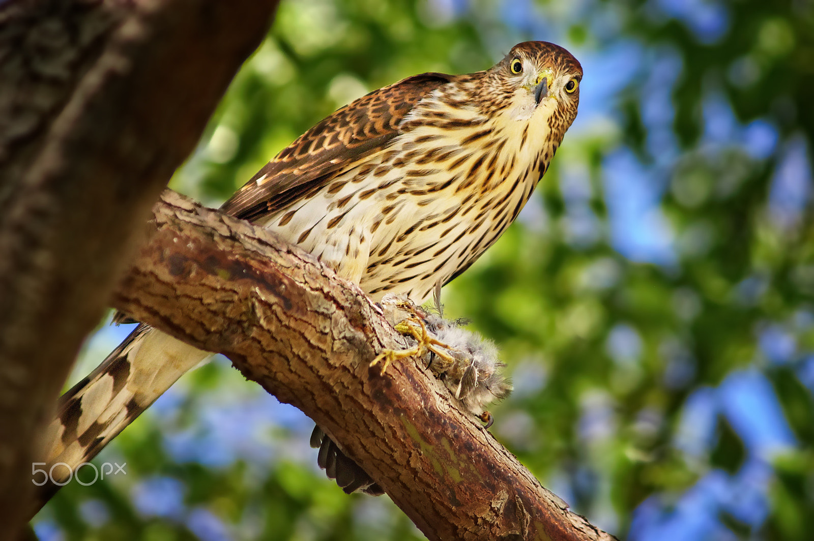 Nikon D100 sample photo. Feathers for supper photography