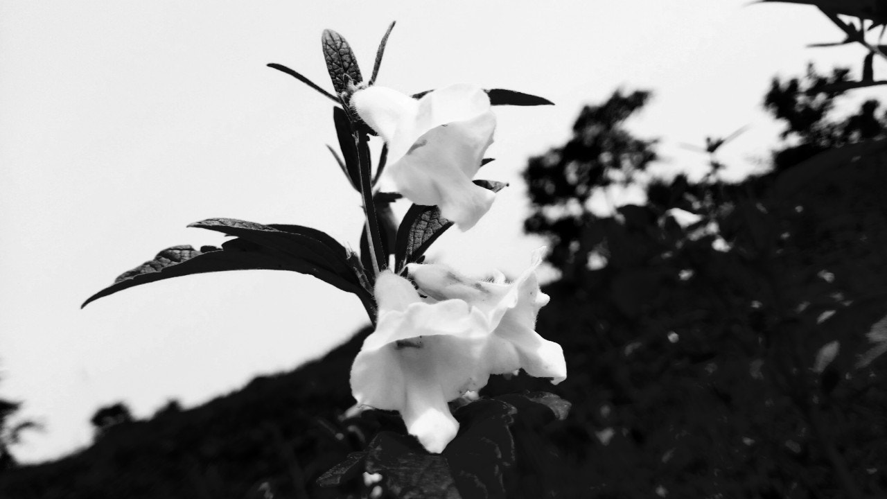GIONEE A1 lite sample photo. Focas on white photography