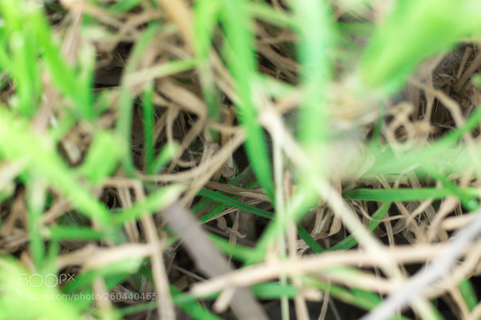 Canon EOS 70D sample photo. Img photography