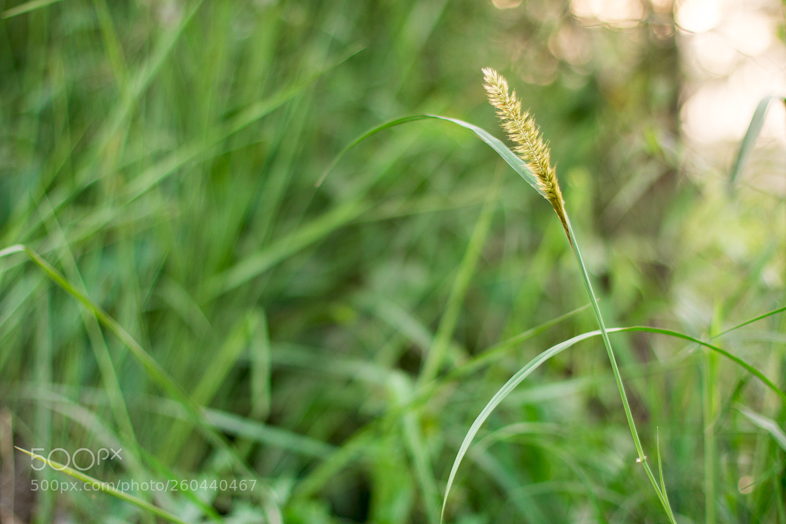 Canon EOS 70D sample photo. Img photography