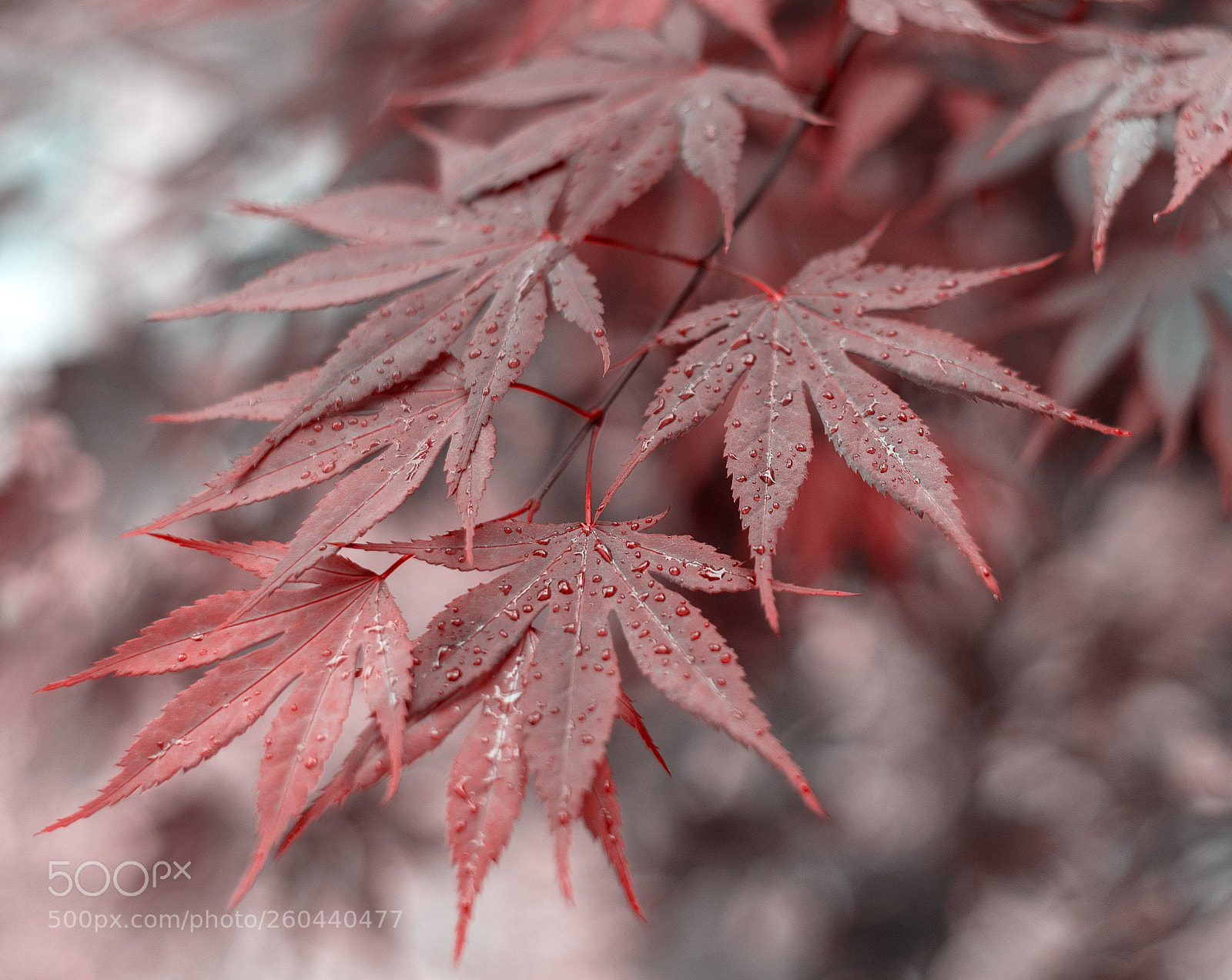 Nikon D750 sample photo. Spring rain photography
