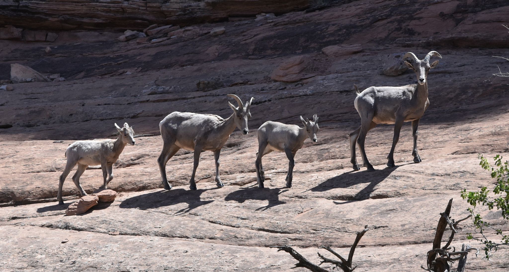 Nikon Nikkor AF-S 300mm F4E PF ED VR sample photo. Big horn and young traversing sandstone cliffs photography