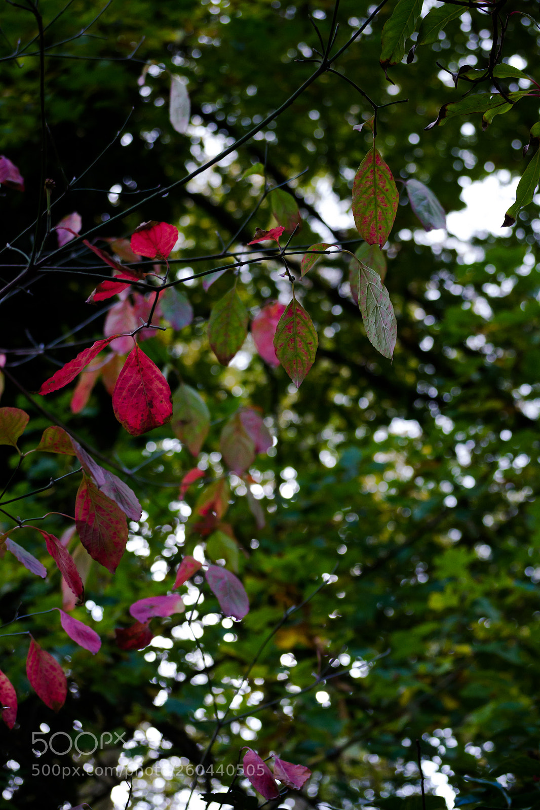 Nikon D3100 sample photo. A touch of autumn photography