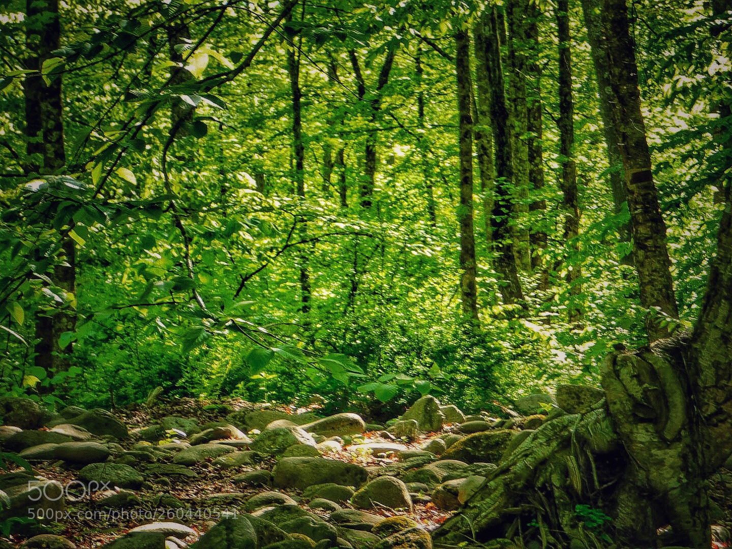 Nikon Coolpix B500 sample photo. Forest scene photography