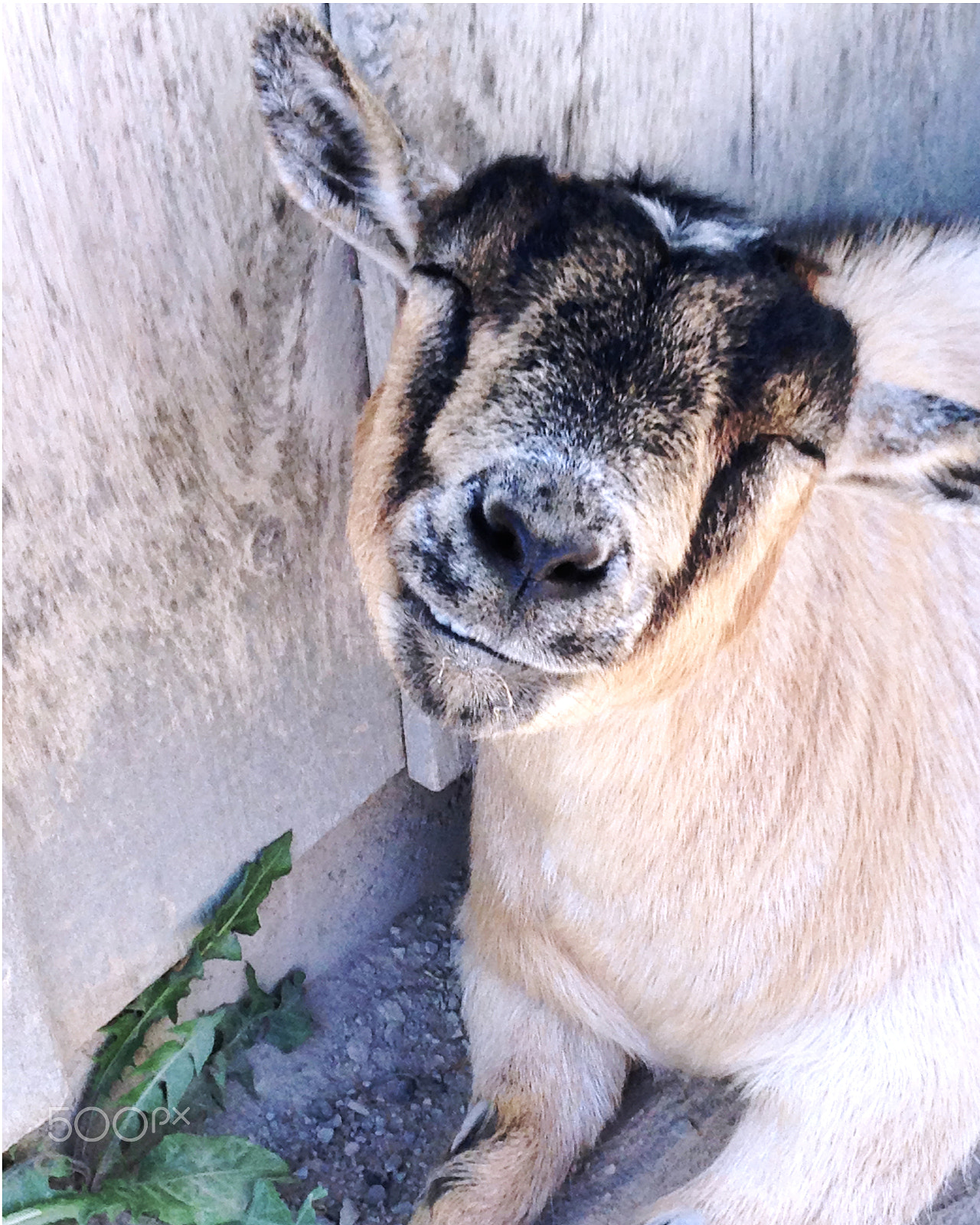 Apple iPhone 5c sample photo. Handsome hippie goat photography