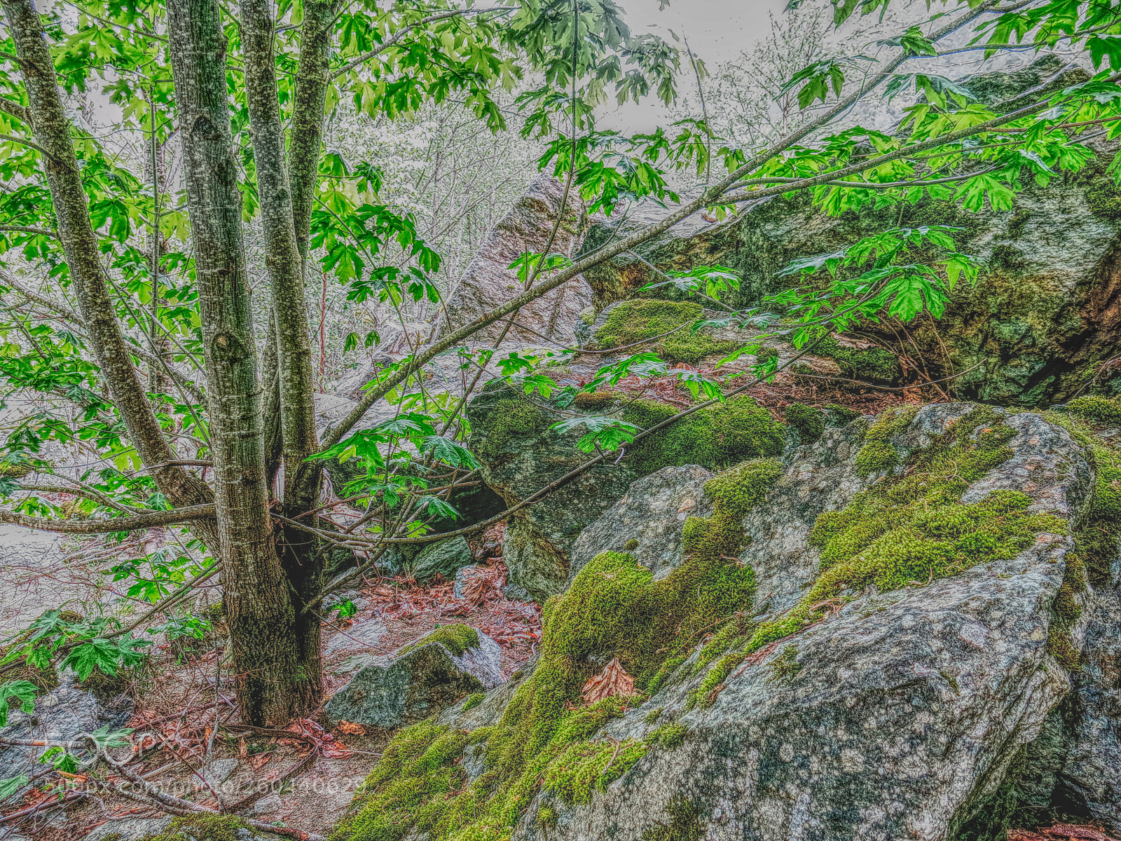 Canon PowerShot G15 sample photo. Coquihalla pass forest in photography
