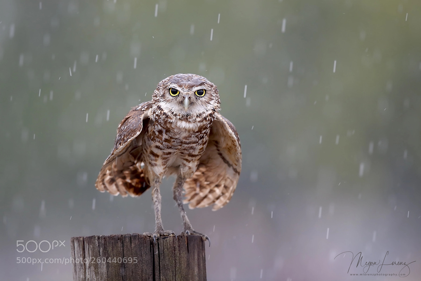 Canon EOS-1D X Mark II sample photo. Rain dance photography