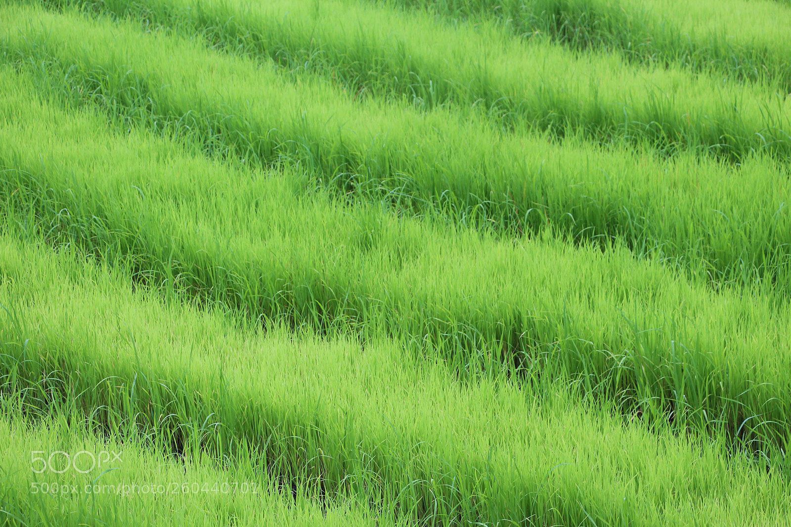 Canon EOS 650D (EOS Rebel T4i / EOS Kiss X6i) sample photo. Rice paddy field grass photography