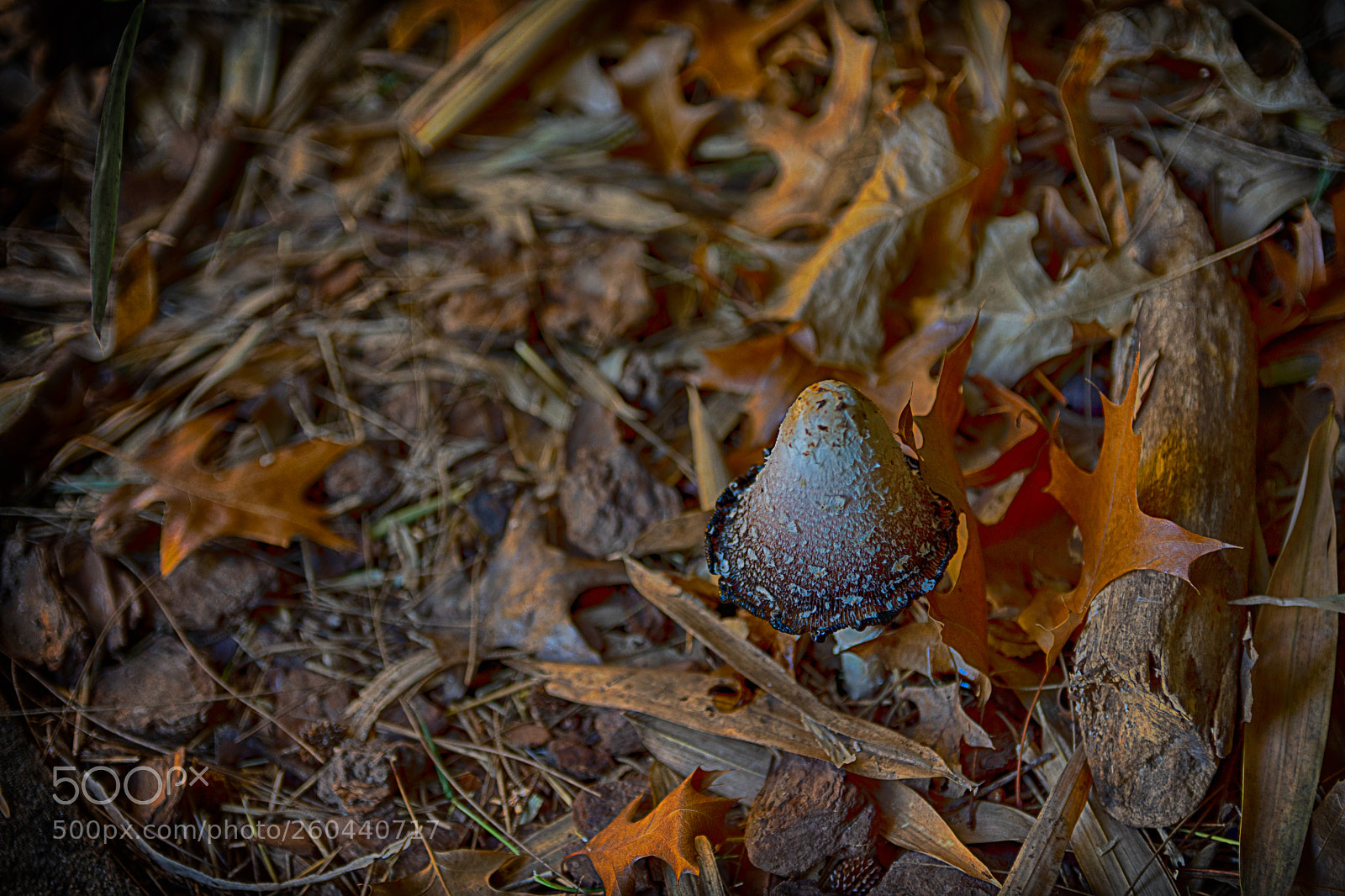 Nikon D7200 sample photo. Mushroom autumn photography