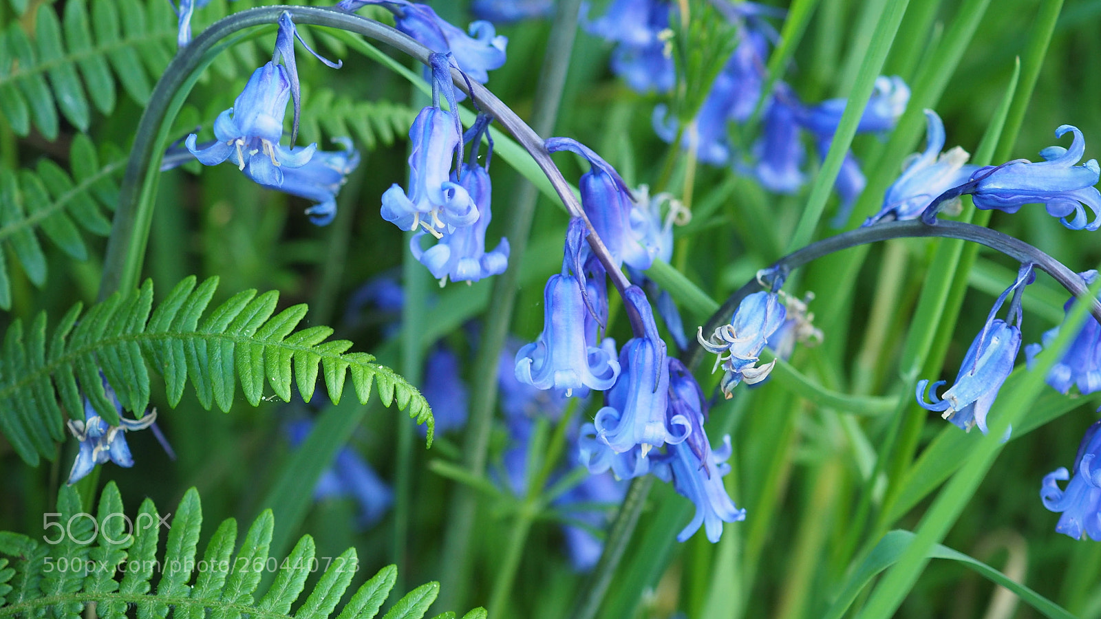 Olympus OM-D E-M5 II sample photo. Bluebells and ferns in photography