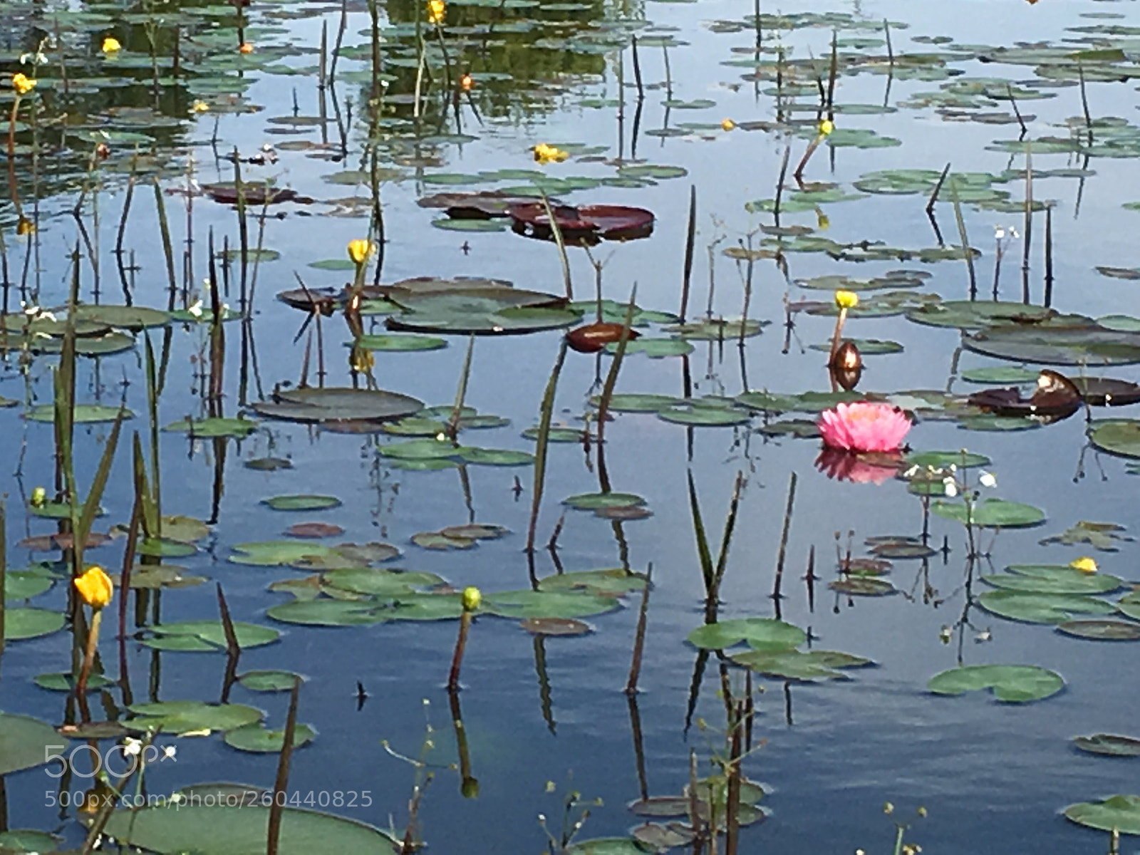 Apple iPhone 6s Plus sample photo. Least water lily and photography