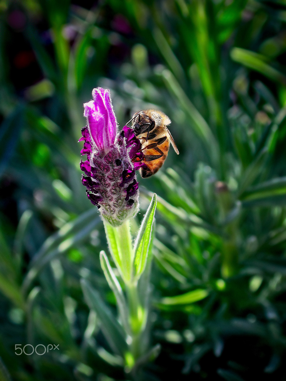 Nikon E990 sample photo. Honey bee takes a sip photography