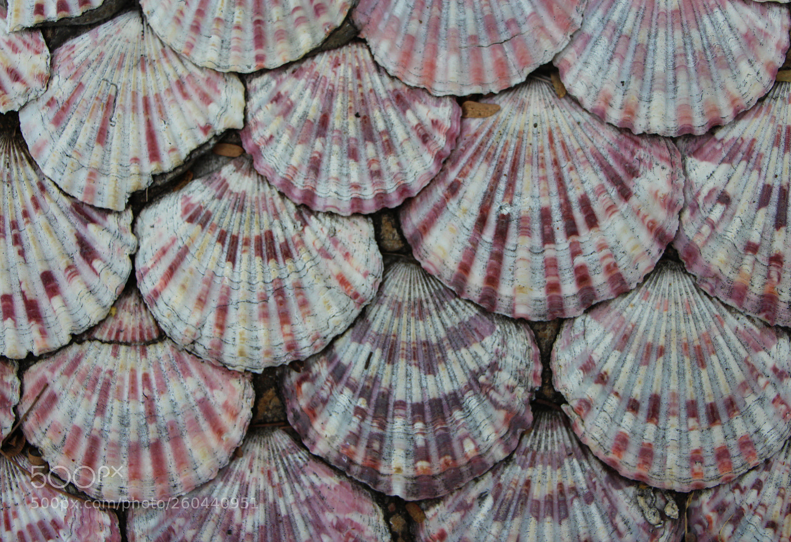 Canon EOS 650D (EOS Rebel T4i / EOS Kiss X6i) sample photo. Clam shells photography