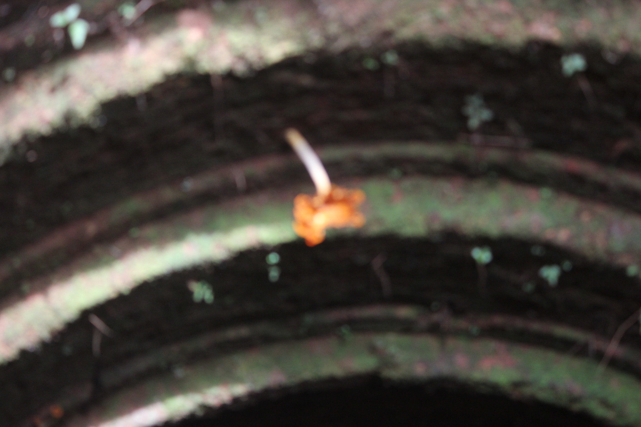 Canon EF-S 55-250mm F4-5.6 IS II sample photo. Well  mushroom photography