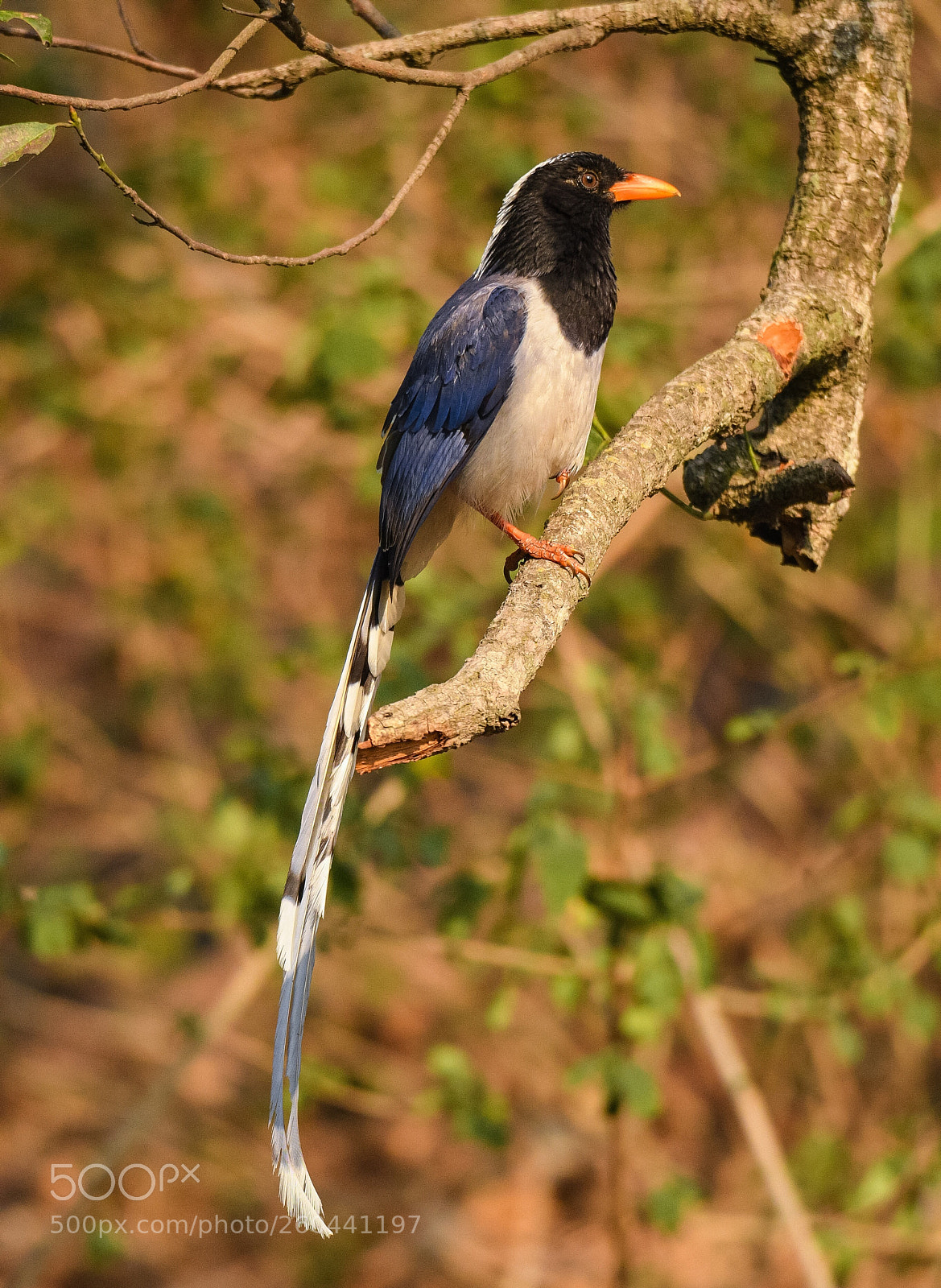 Nikon D500 sample photo. Red billed blue magpie  photography