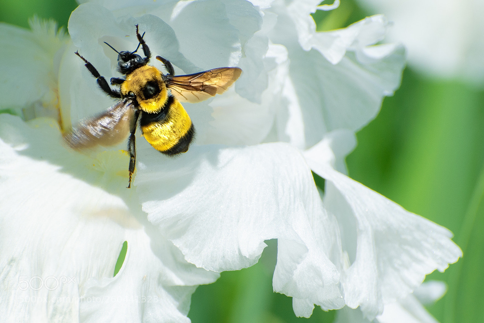 Nikon D7100 sample photo. Bumble photography