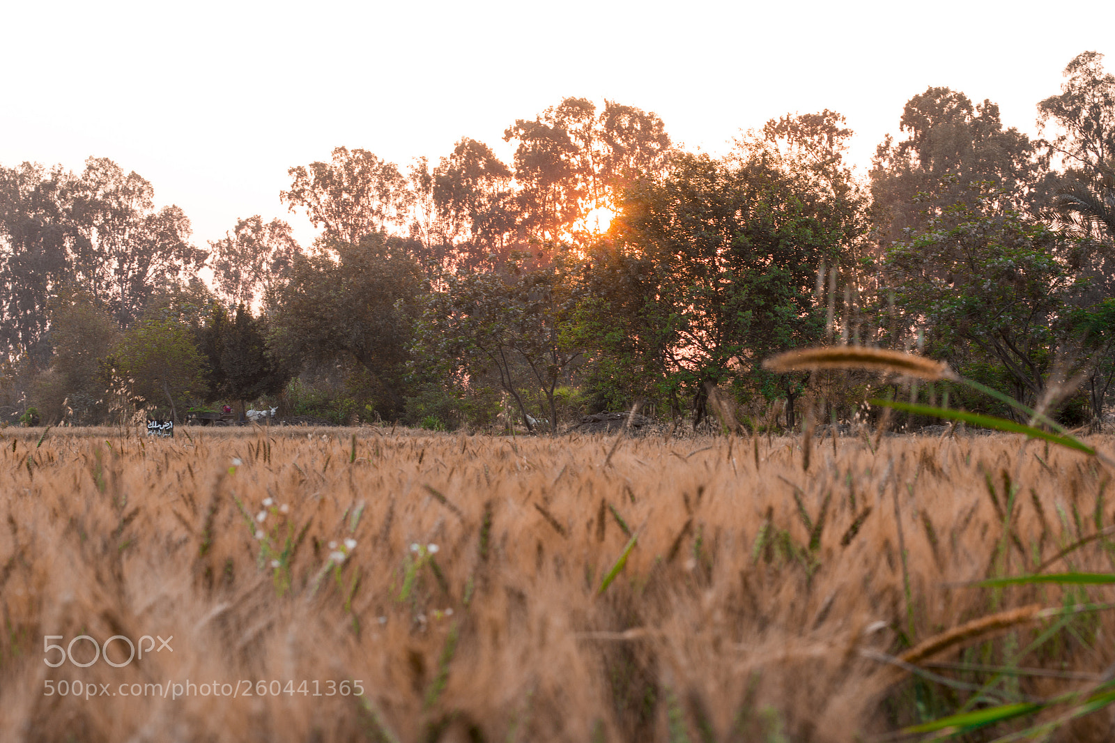 Canon EOS 70D sample photo. Img photography