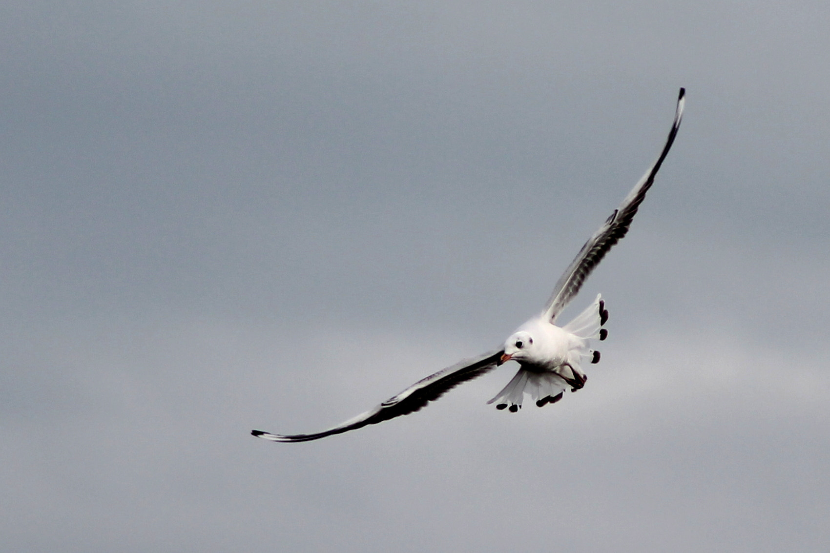 Canon EF 75-300mm f/4-5.6 sample photo. Spread photography
