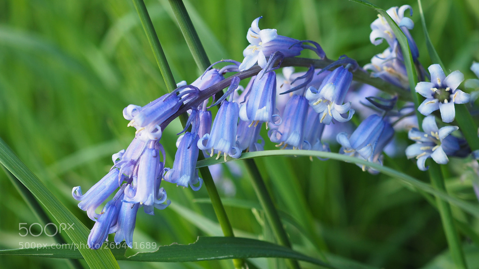 Olympus OM-D E-M5 II sample photo. Bluebells :) photography