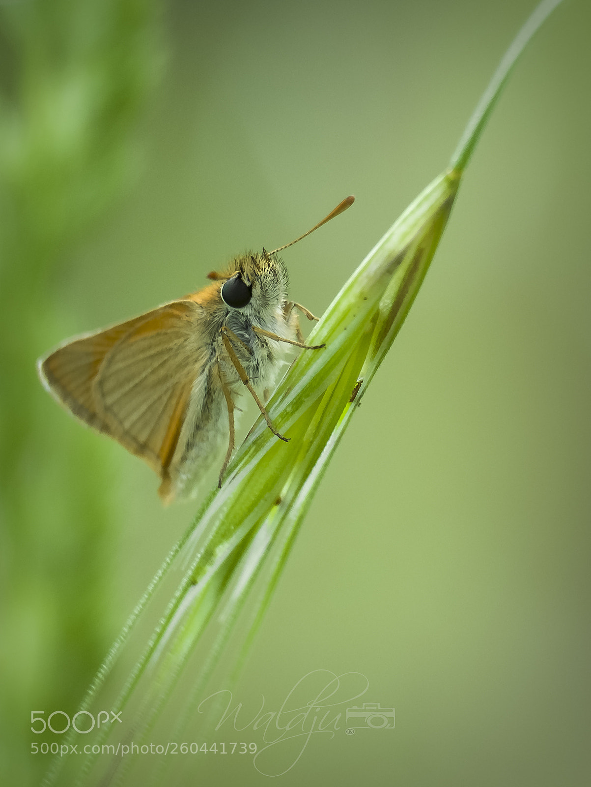 Fujifilm X-T10 sample photo. Butterfly photography