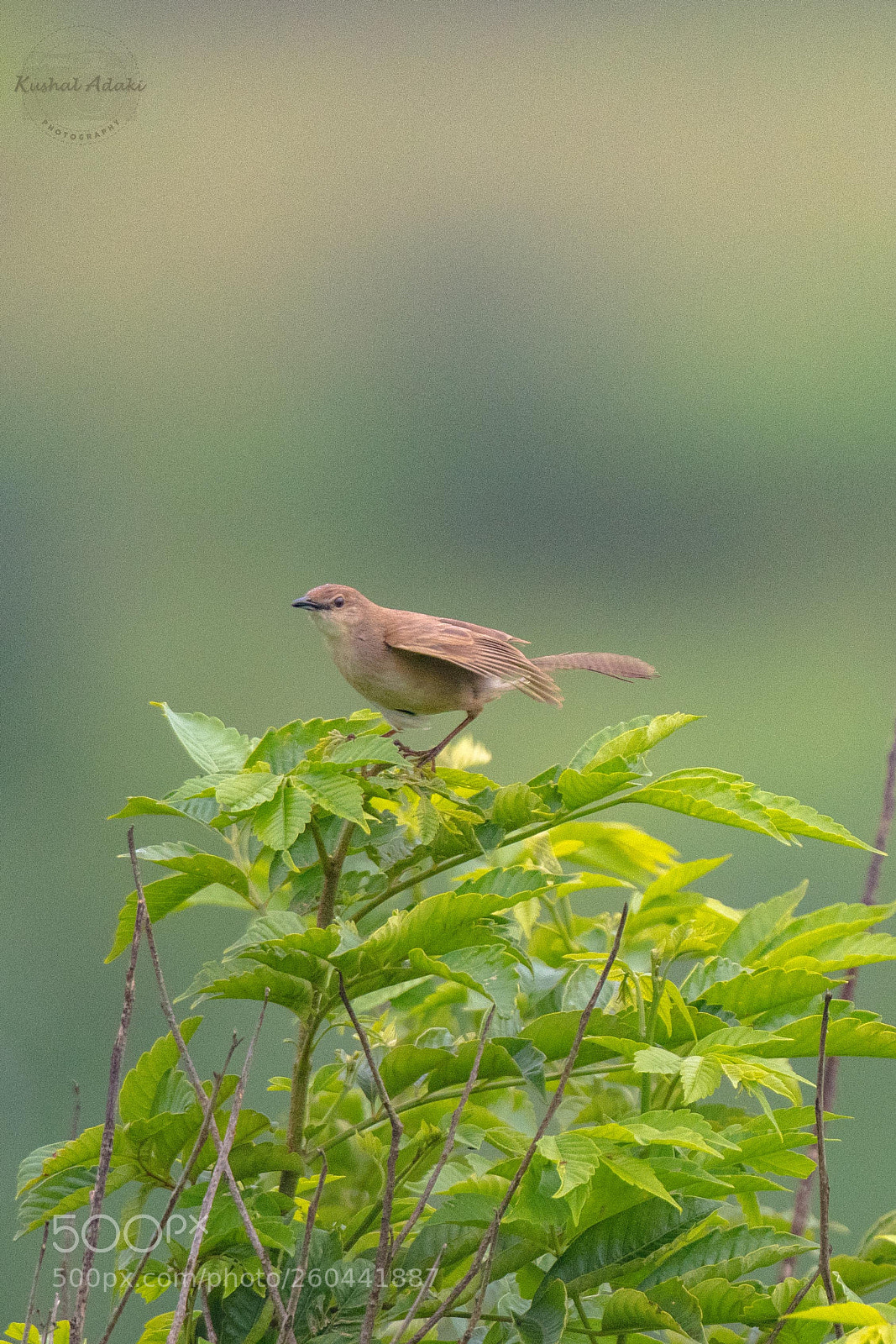 Nikon D500 sample photo. Broad-tailed grassbird photography