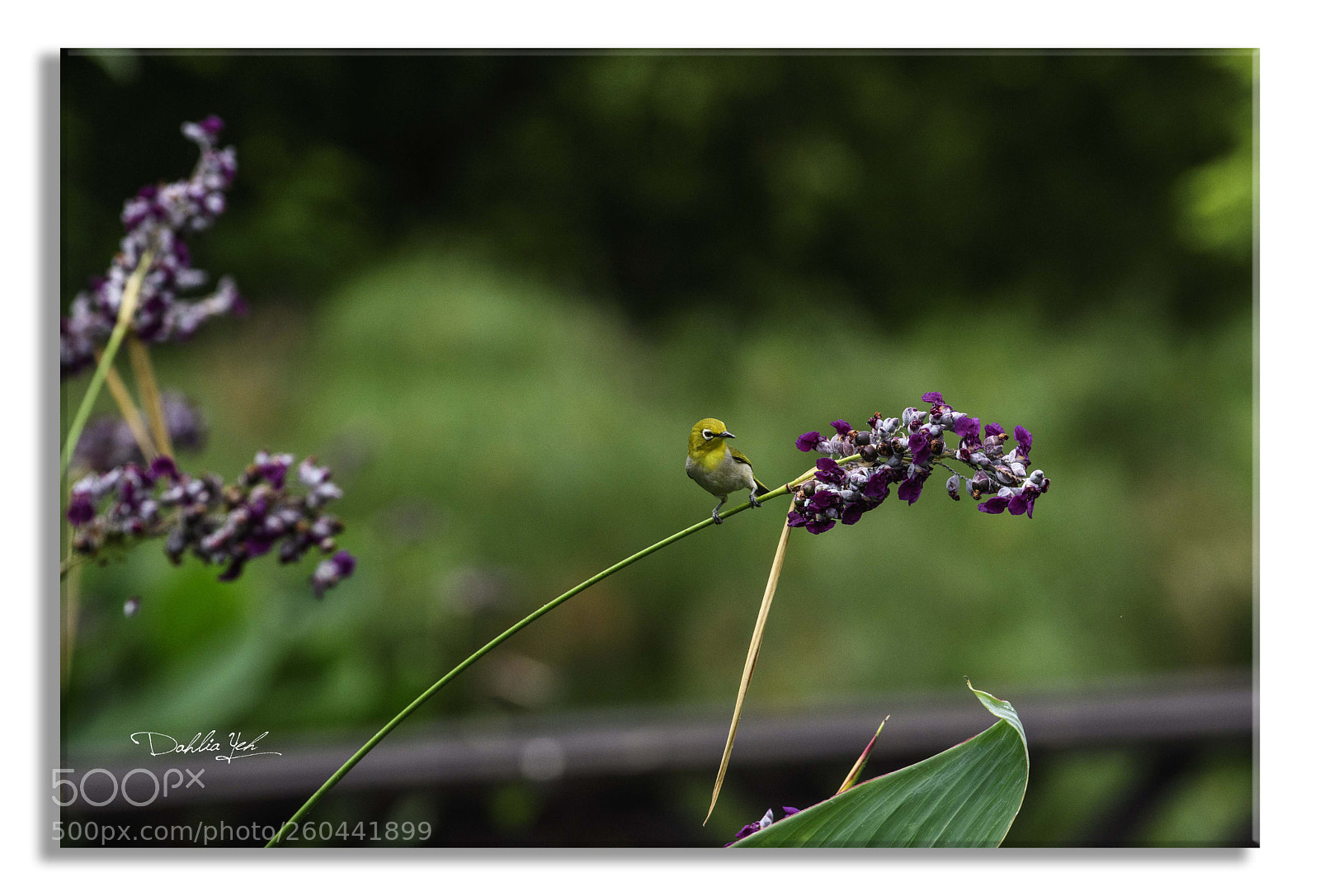 Nikon D500 sample photo. _5dc6650-12.jpg photography