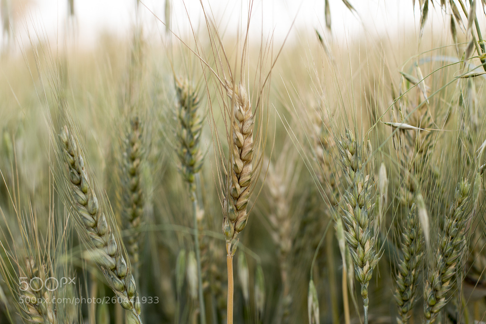 Canon EOS 70D sample photo. Img photography
