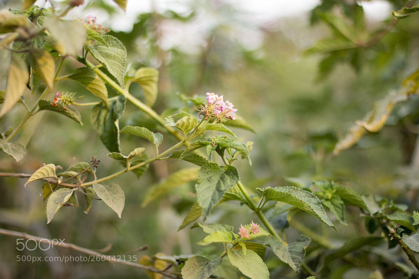 Canon EOS 70D sample photo. Img photography