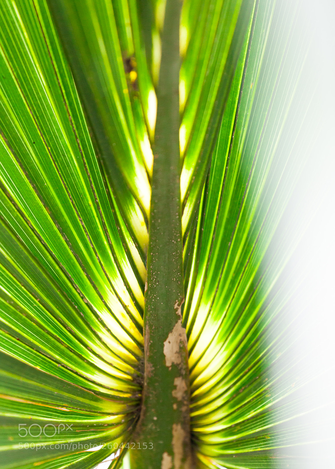 Canon EOS 5D Mark II sample photo. Img photography