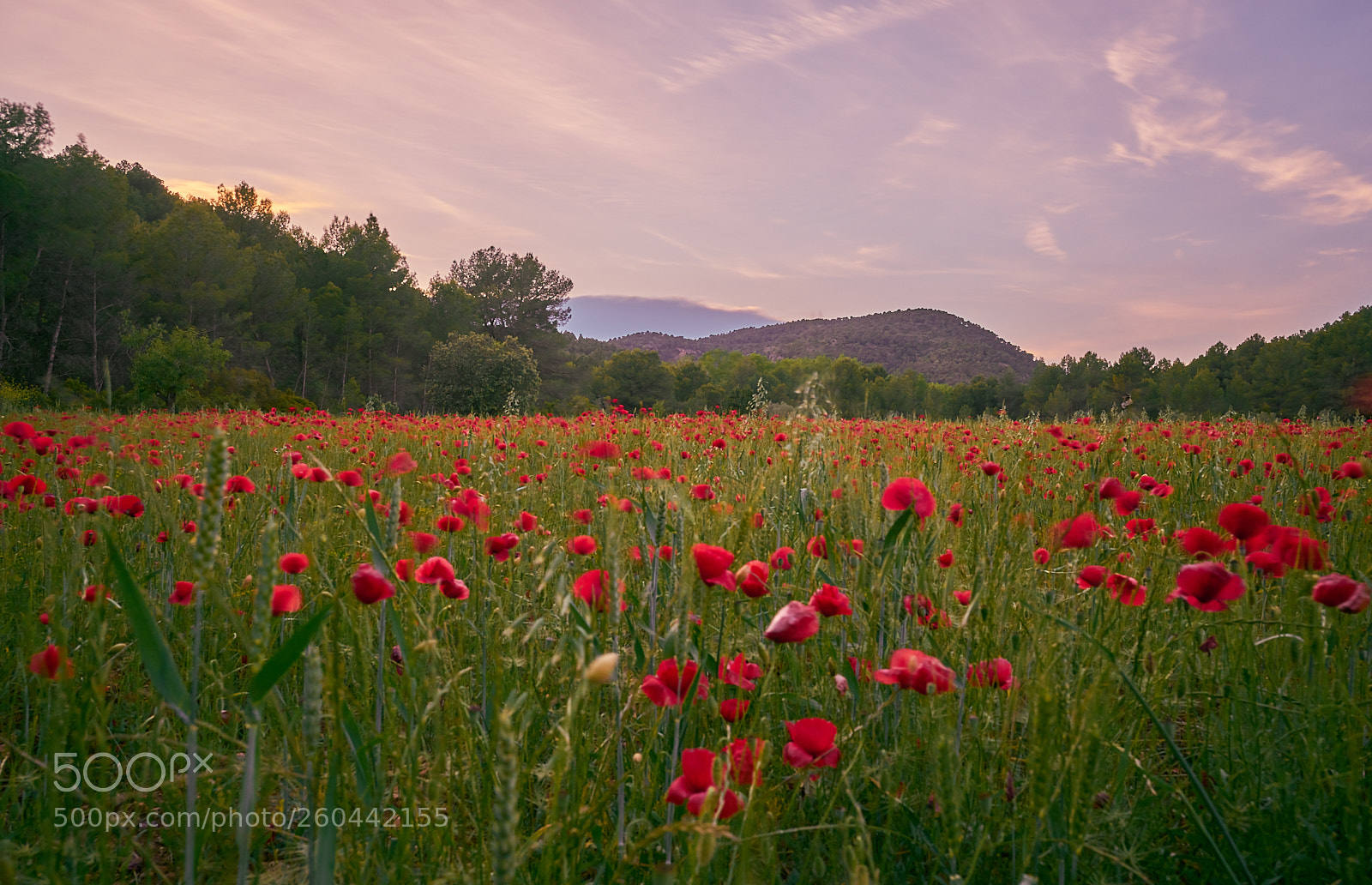 Sony a7R II sample photo. Poppy fields photography