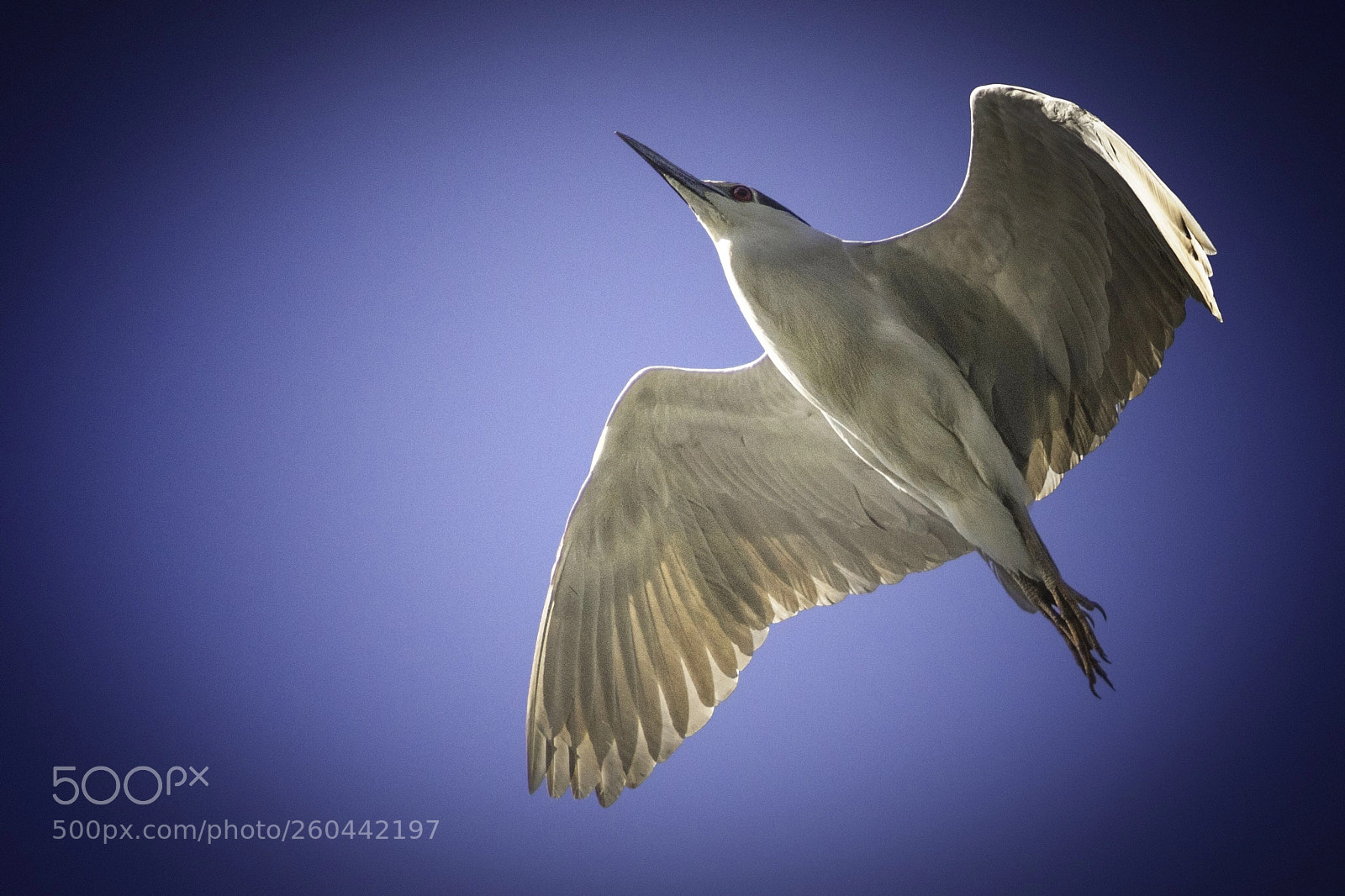 Nikon D5500 sample photo. Gaviota en vuelo  photography