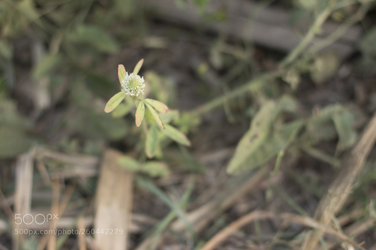 Canon EOS 70D sample photo. Img photography