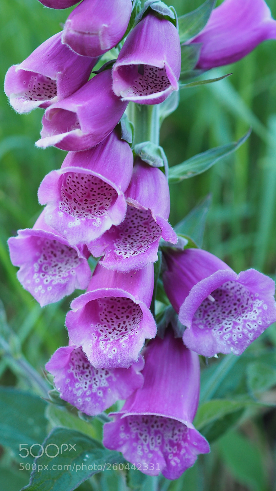 Olympus OM-D E-M5 II sample photo. Foxglove flowers at evening photography