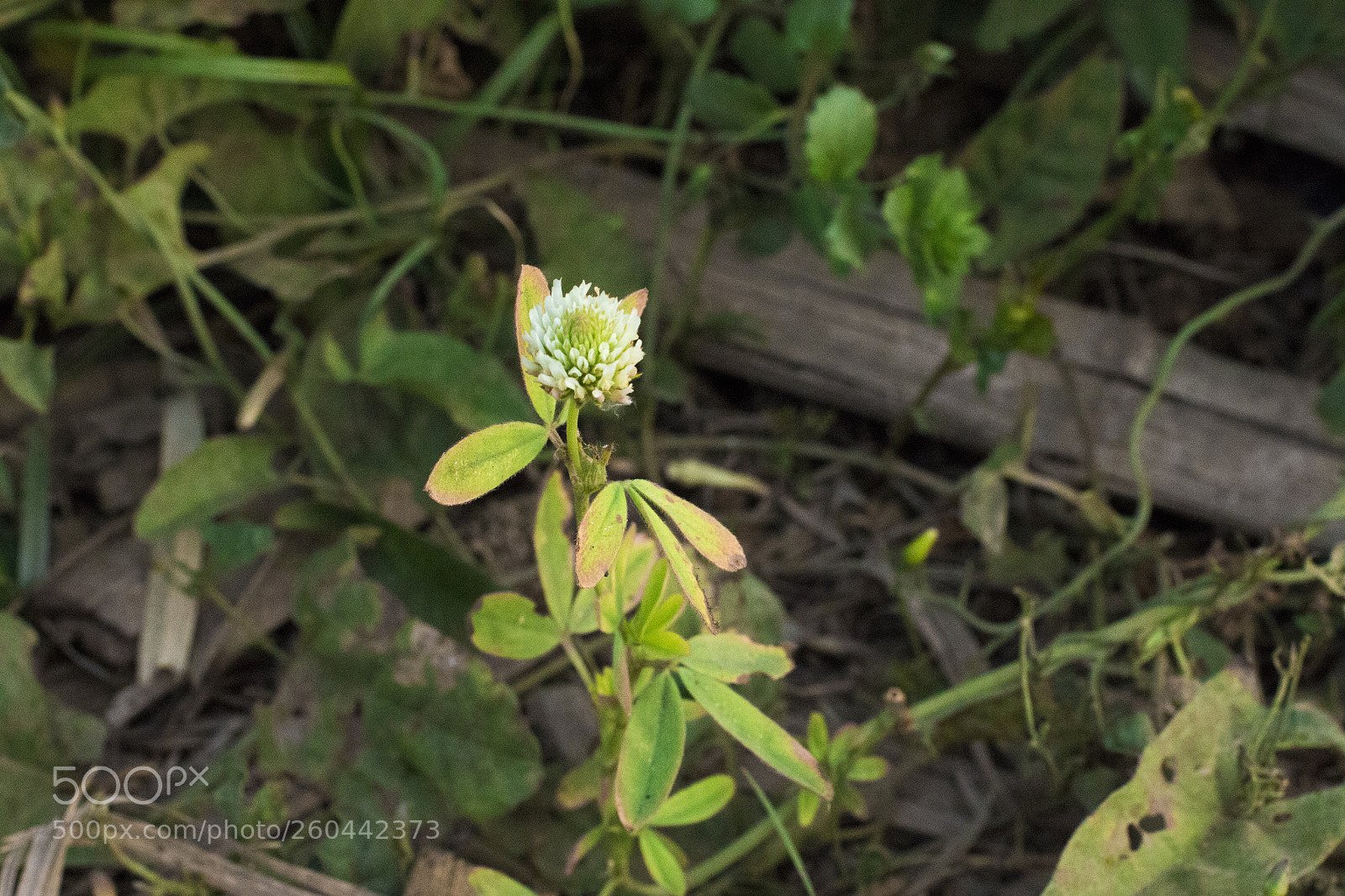 Canon EOS 70D sample photo. Img photography
