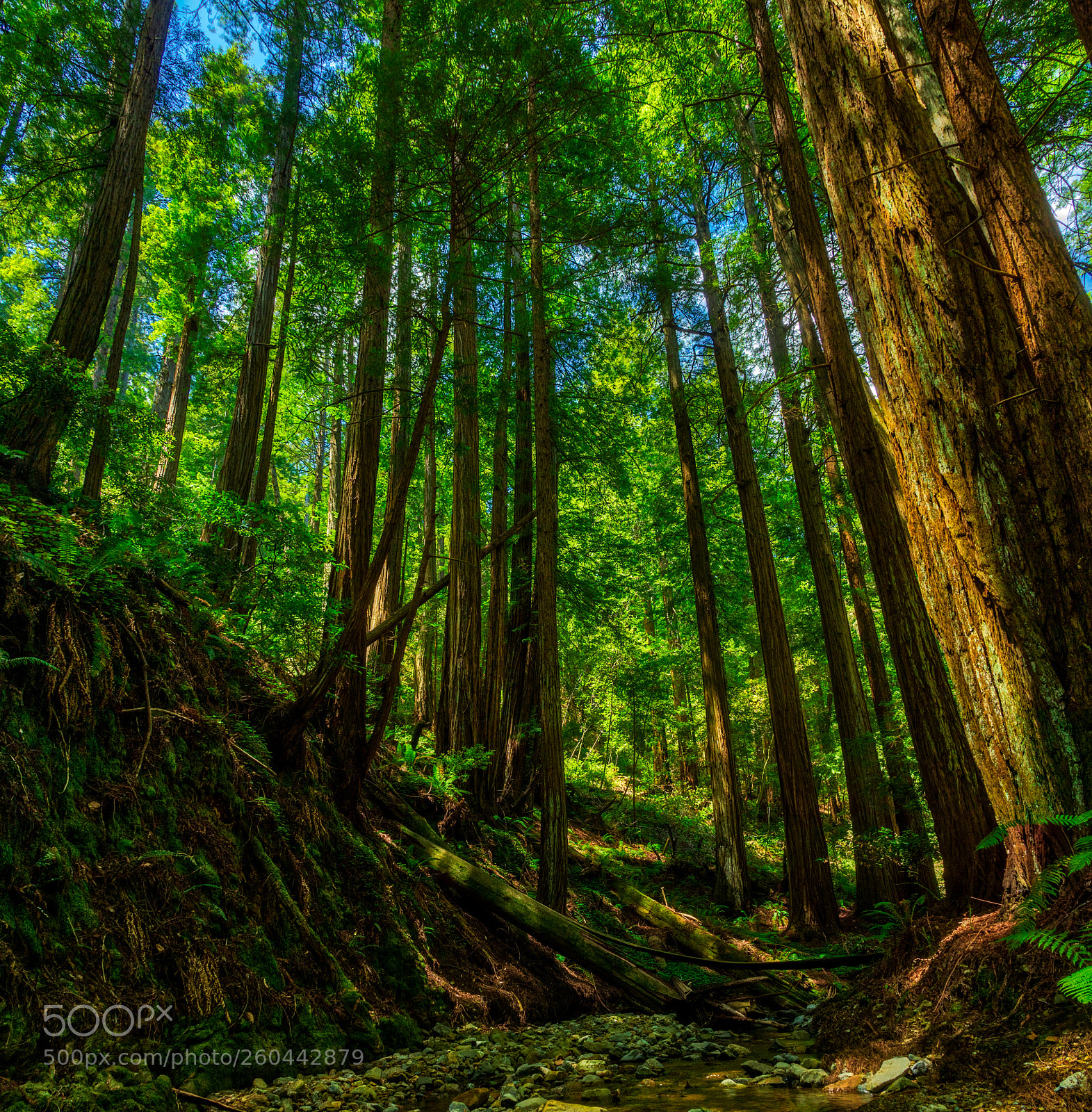 Pentax K-3 II sample photo. Muir woods photography