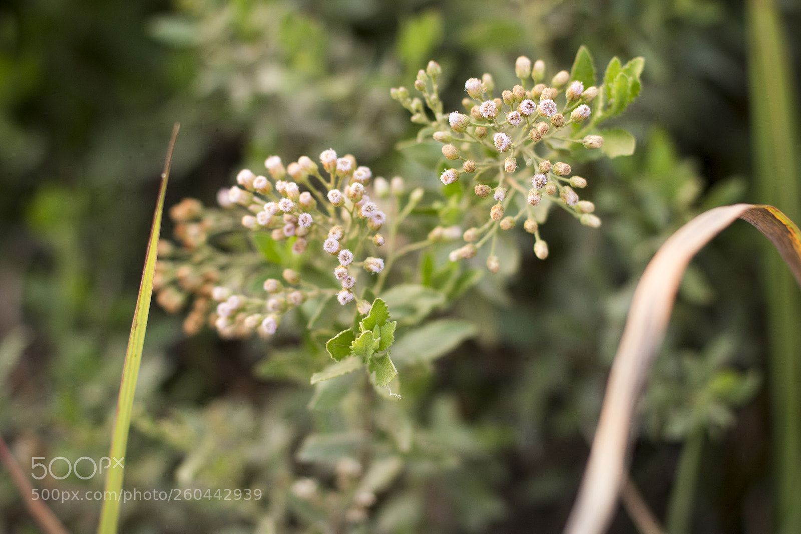 Canon EOS 70D sample photo. Img photography
