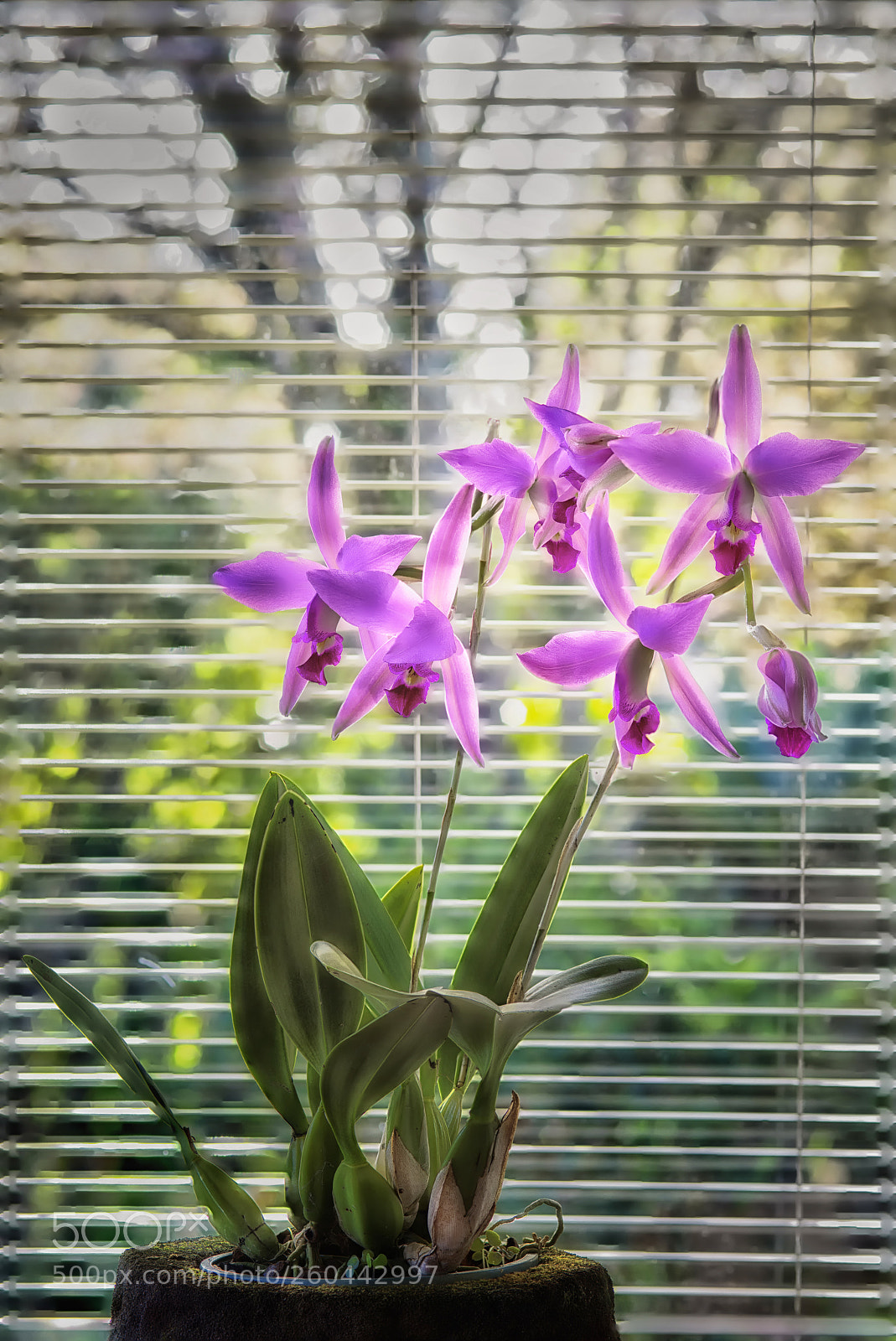 Nikon D800 sample photo. Window orchid photography