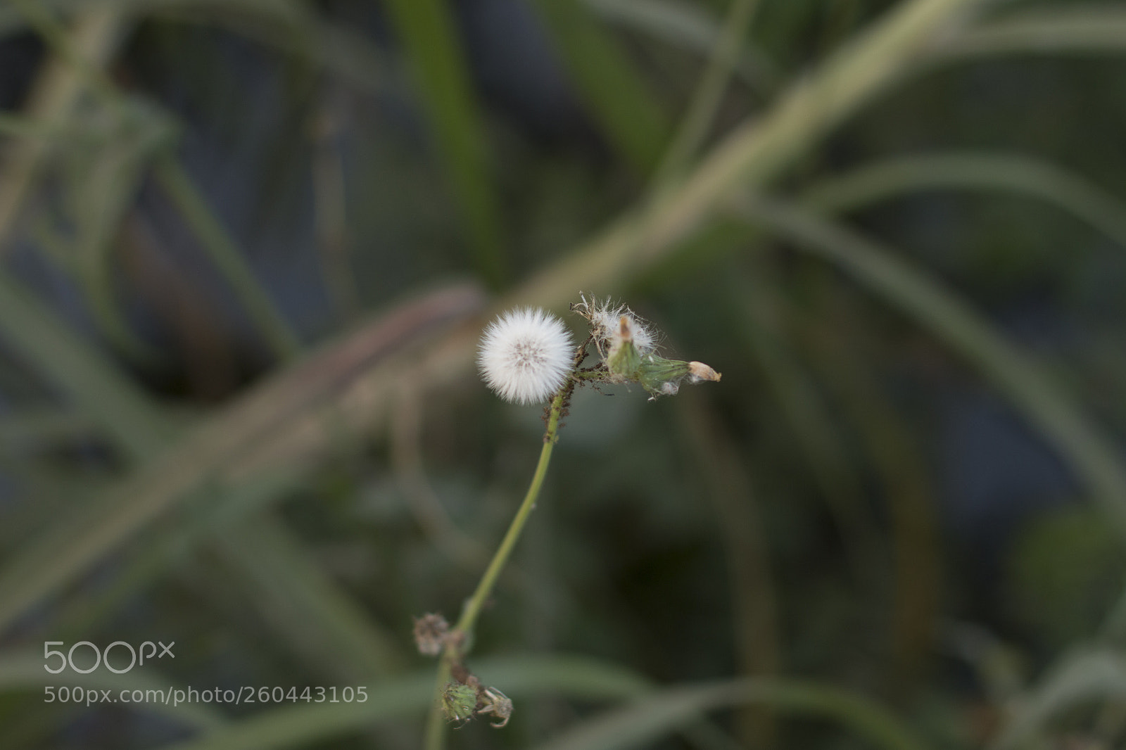 Canon EOS 70D sample photo. Img photography